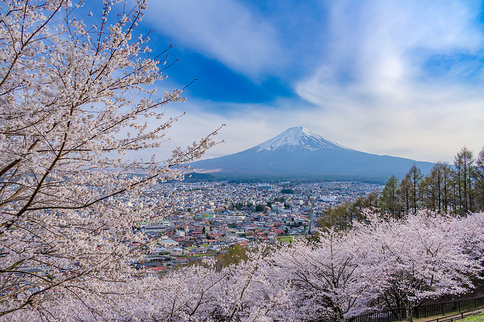 Cherry blossoms in Niikurayama Sengen Park and Mt.