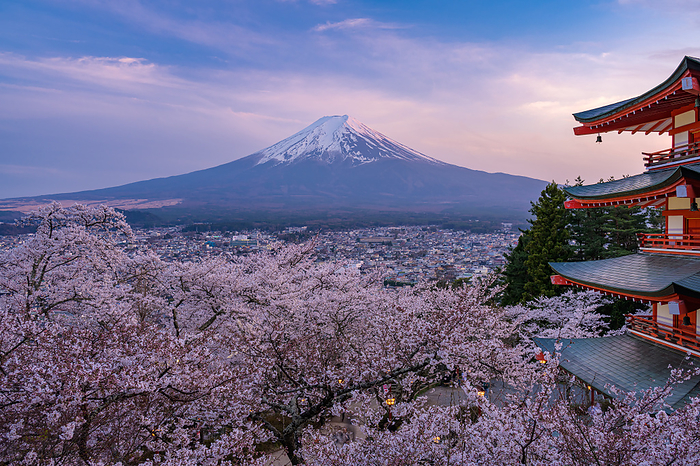 Cherry blossoms in Niikurayama Sengen Park and Mt.