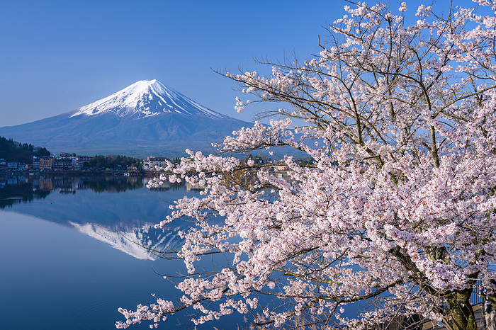 Cherry blossoms in Kawaguchiko and Mt. Fuji Yamanashi Pref.