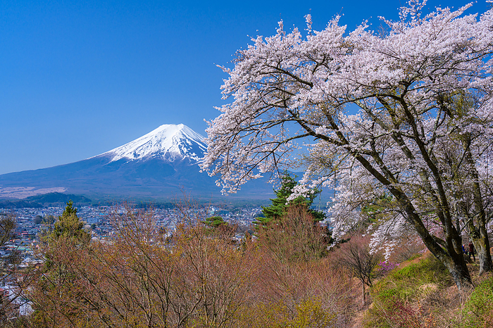 Cherry blossoms in Fujimi Takanori Park and Mt.