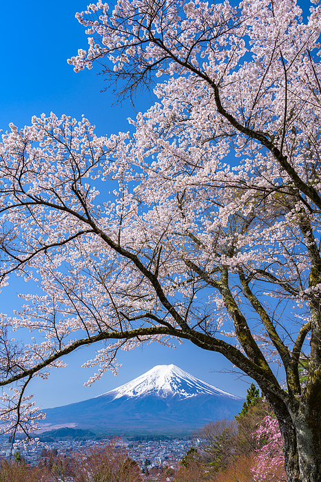 Cherry blossoms in Fujimi Takanori Park and Mt.
