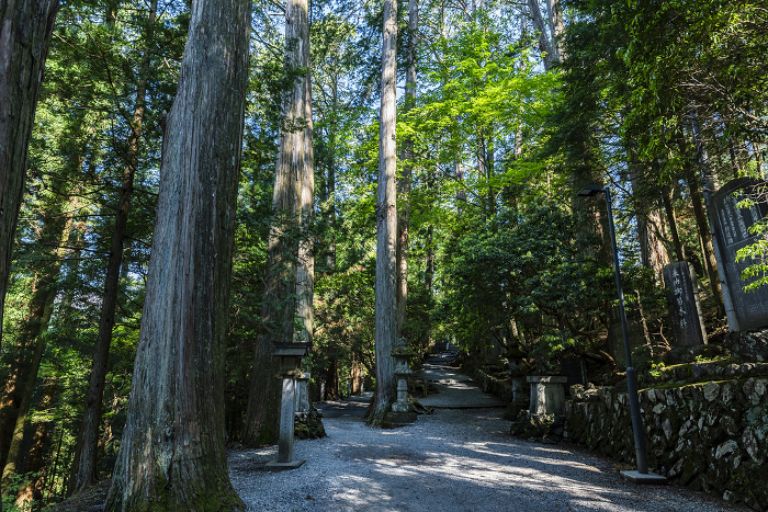 Cedar trees in the precincts of Mimine Shrine Chichibu City, Saitama Prefecture