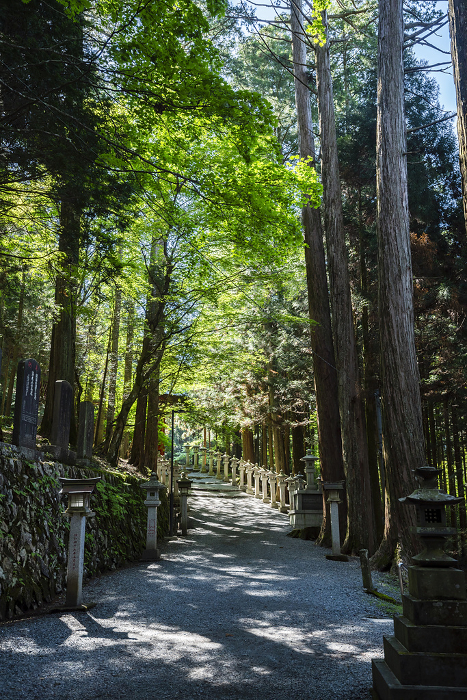 Cedar trees in the precincts of Mimine Shrine Chichibu City, Saitama Prefecture