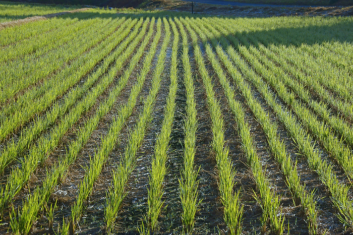 Mie Prefecture Morning rice field