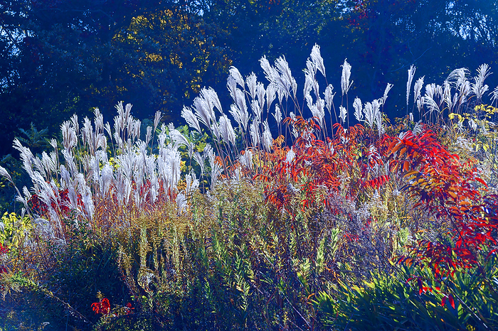 Mie Prefecture: Autumn leaves of silver grass and Japanese sumac