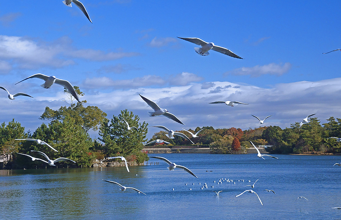 Dohaku Pond and Eurasian Gulls, Mie Prefecture Youth Forest Park