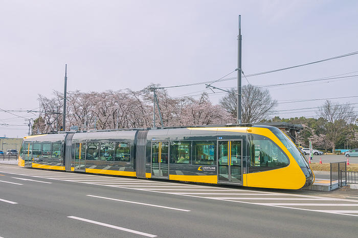 Utsunomiya Light Rail LRT and Cherry Blossoms