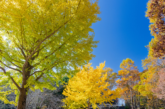 Igashira Park Autumn Foliage Landscape