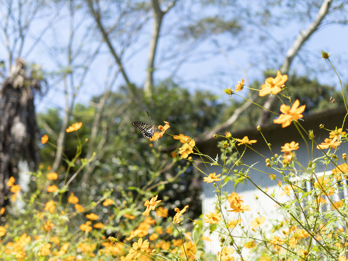 Yellow-flowered cosmos and swallowtail butterflies