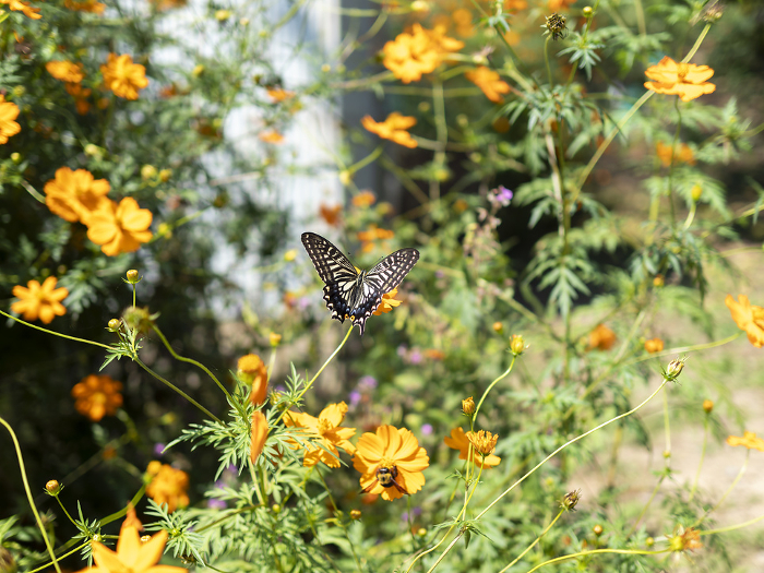 Yellow-flowered cosmos and swallowtail butterflies