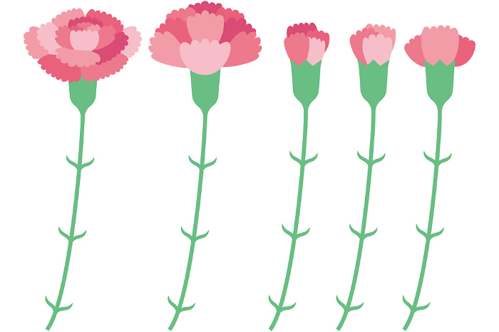 Clip art of set of 5 pretty pink carnations