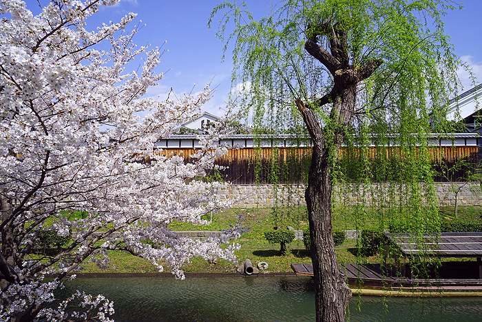 Sake breweries in Fushimi and cherry blossoms along the Hori River Kyoto                                