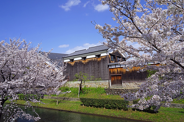 Sake breweries in Fushimi and cherry blossoms along the Hori River Kyoto                                