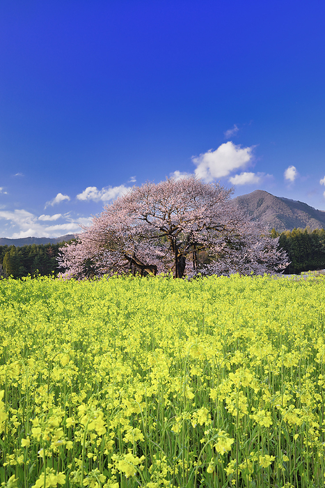 Edohigan cherry blossoms in Kurobe Nagano Pref. In Takayama Village, Nagano Prefecture