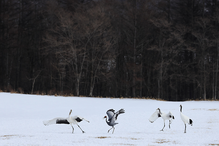 Hokkaido Canada Cranes and Red-crowned Cranes