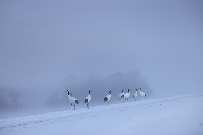 Japanese cranes gather in the morning mist in Hokkaido