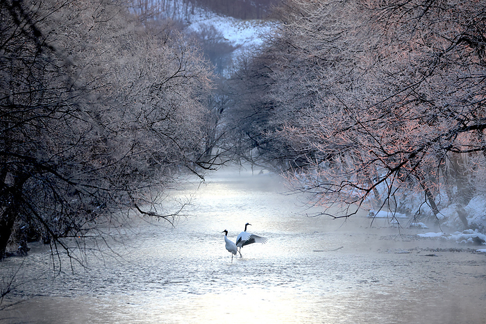 Hokkaido: Ice-covered rivers and red-crowned cranes