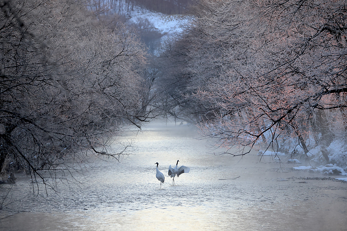 Hokkaido: Ice-covered rivers and red-crowned cranes