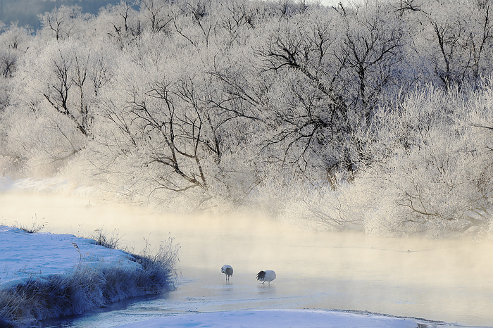Hokkaido: morning of fog and ice