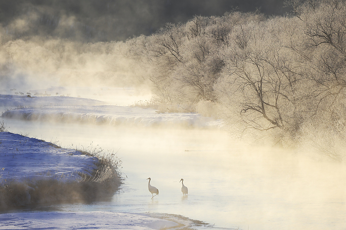 Hokkaido: morning of fog and ice