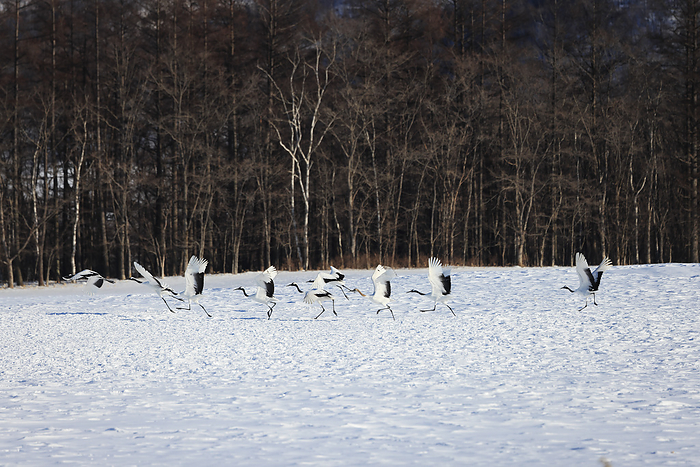 Japanese cranes flying in a flock in Hokkaido