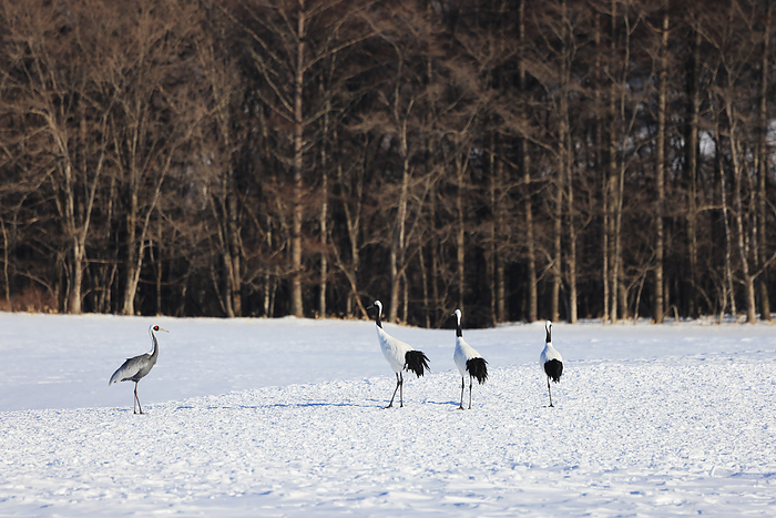 Hokkaido Canada cranes and red-crowned cranes