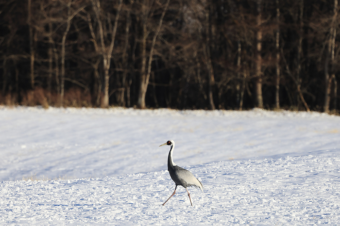 Hokkaido Canada cranes and red-crowned cranes