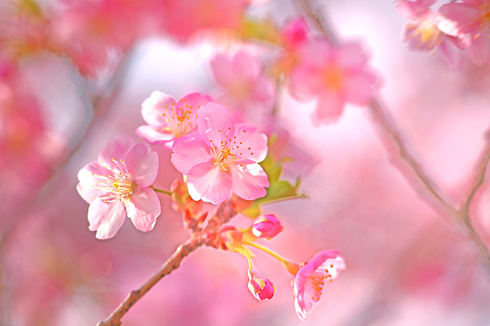 light cherry blossom
