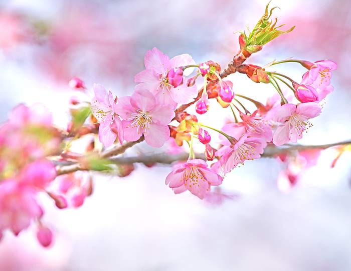 light cherry blossom