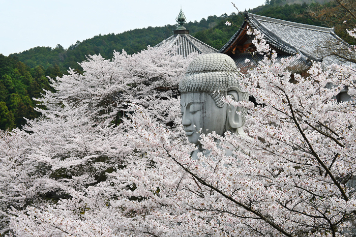The Great Buddha at Tsubosaka-ji Temple, Nara Prefecture, clothed in cherry blossoms in full bloom.