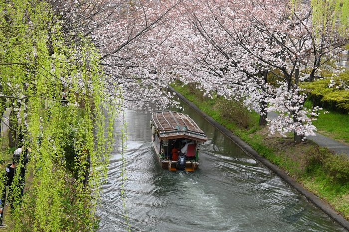 Fushimi Juseki-Bune, a boat cruising along cherry blossom trees in Fushimi Ward, Kyoto