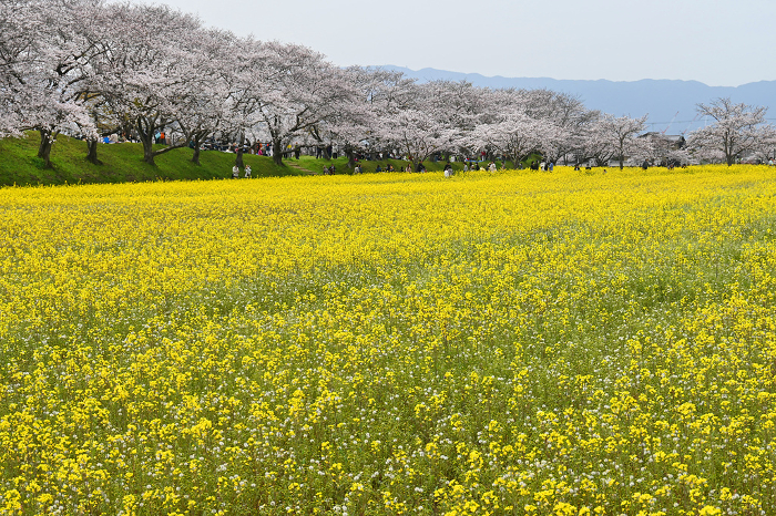 Fujiwara Palace Site Rape Flower Garden in spring, Kashihara City, Nara Prefecture
