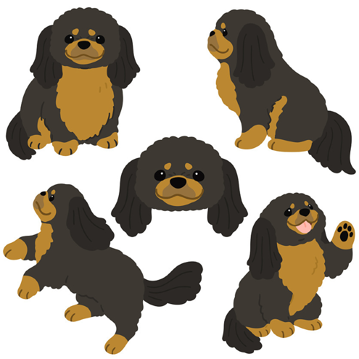 Illustration set of simple and cute black and tan Pekinese, no main line.