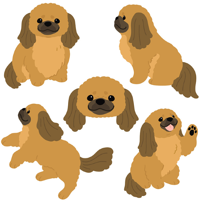Illustration set of simple and cute fawn-colored Pekinese without main line.