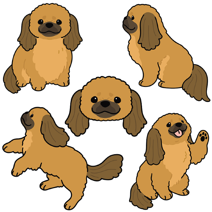 Illustration set of simple and cute fawn-colored Pekinese with main line.