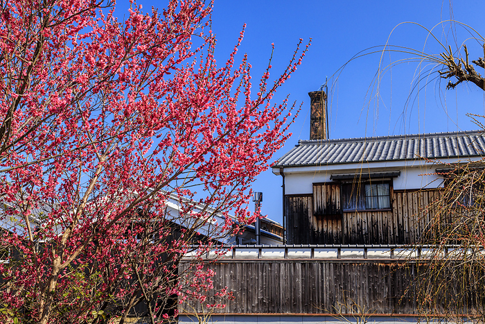 Red Plum and Fushimi Sake Brewery Red plum blossoms along the Gogawa River in Fushimi, Kyoto and a sake brewery, Okura Memorial Hall
