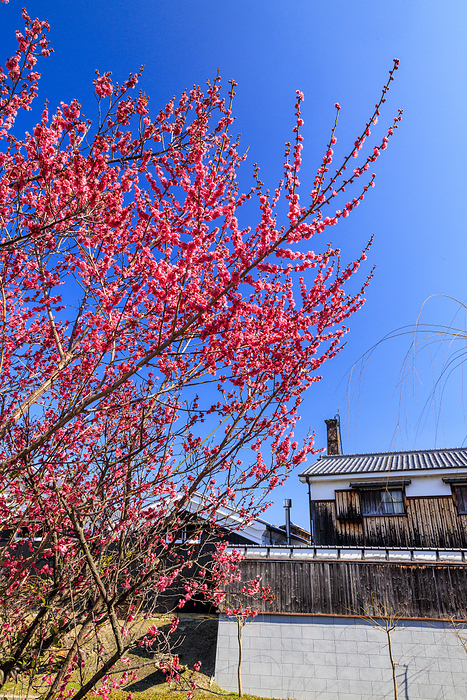 Red Plum and Fushimi Sake Brewery Red plum blossoms along the Gogawa River in Fushimi, Kyoto and a sake brewery, Okura Memorial Hall