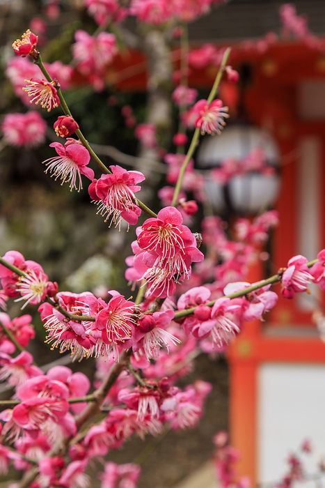 Kitano Tenmangu Shrine in Ume Bloom Red and white plum blossoms at Kitano Tenmangu Shrine