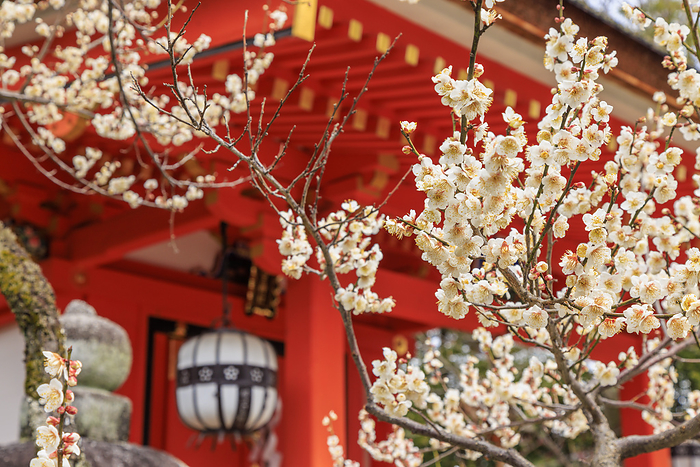 Kitano Tenmangu Shrine in Ume Bloom Red and white plum blossoms at Kitano Tenmangu Shrine