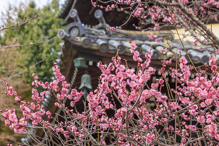 Seiryo ji Temple s multi purpose pagoda in red plum blossoms Red plum blossoms and the Seiryo ji multi purpose pagoda in Sagano