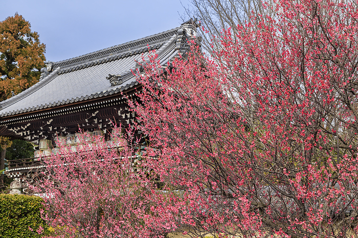 Umemiya taisha Shrine in red plum blossoms Red plum blossoms in full bloom and the gate of Umemiya taisha Shrine
