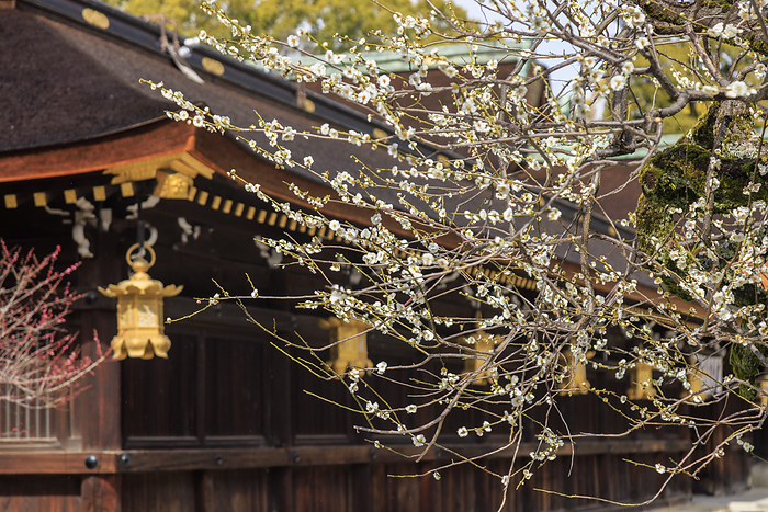 Kitano Tenmangu Shrine in Ume Bloom Ume plum blossoms with the shrine pavilions of Kitano Tenmangu Shrine in the background