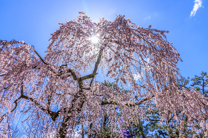 Image of weeping cherry blossom Demizu weeping cherry blossoms in Kyoto Gyoen