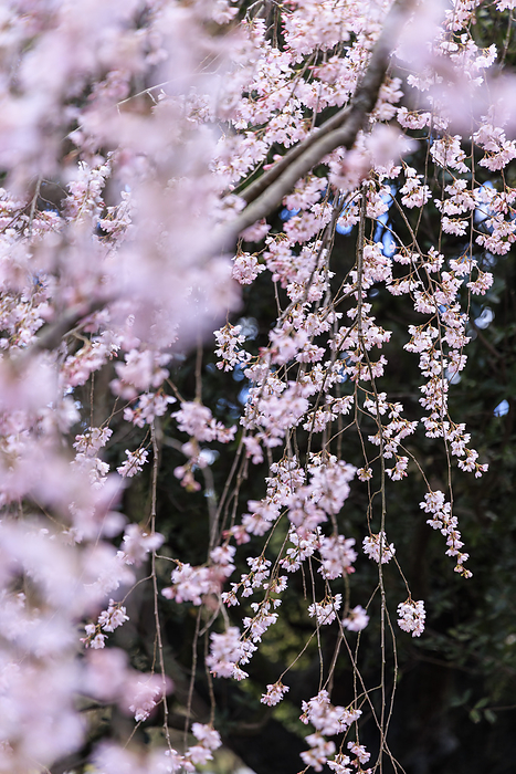 Image of weeping cherry blossom Demizu weeping cherry blossoms in Kyoto Gyoen