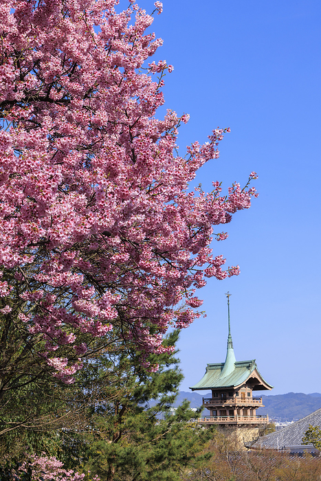 Gionkaku and scarlet cherry blossoms Photo of scarlet cherry blossoms and Gionkaku at Daewunin Temple from Kodaiji Temple