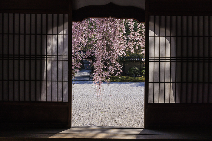Kodaiji Temple with weeping cherry blossoms Weeping cherry blossoms at Kodaiji Temple, photographed from the hojo.