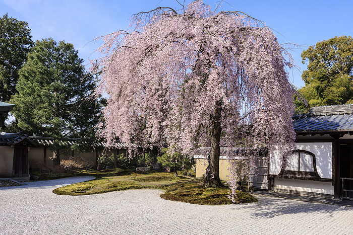 Kodaiji Temple with weeping cherry blossoms Weeping cherry blossoms at Kodaiji Temple, photographed from the hojo.