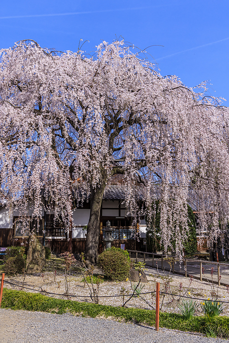 Honman ji Temple with weeping cherry blossoms Photographing the magnificent weeping cherry blossoms on the grounds of Honmanji Temple, the head temple of the Nichiren sect of Buddhism, located in Kamigyo ku, Kyoto City.