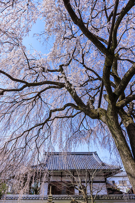 Honman ji Temple with weeping cherry blossoms Photographing the magnificent weeping cherry blossoms on the grounds of Honmanji Temple, the head temple of the Nichiren sect of Buddhism, located in Kamigyo ku, Kyoto City.