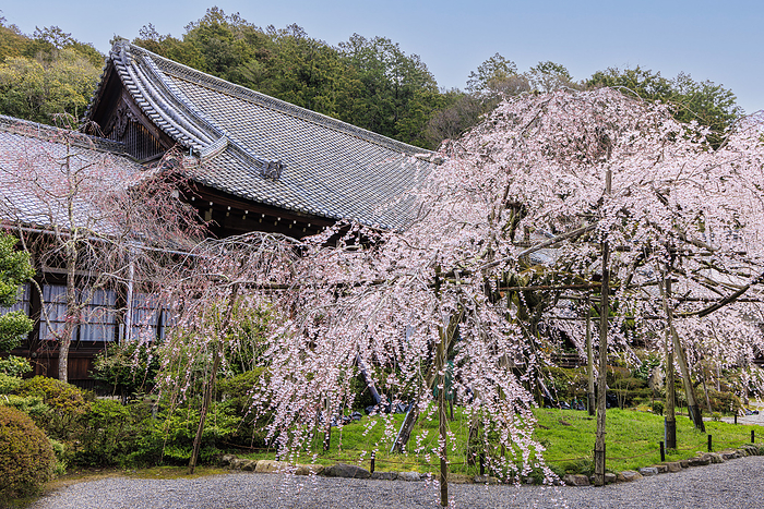 Yamashina Bishamon do  temple with shrine of Bishamon, Cherry Blossom Cherry Blossom Festival  Cherry blossoms at Bishamondo in Yamashina ku, Kyoto